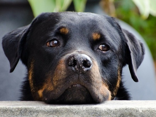 В Монастырщинском районе дачники уехали и бросили умирать собаку