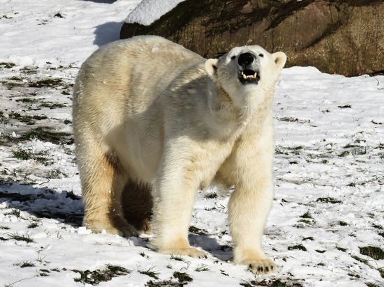 Белых медведей отпугивали квадрокоптером