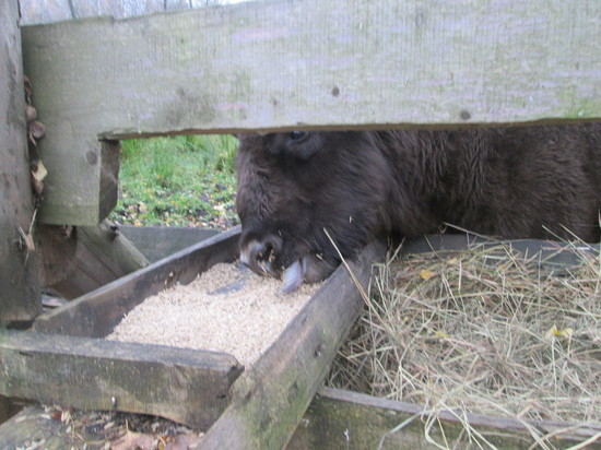 "Смоленское Поозерье" призывает помочь с зимней подкормкой животных