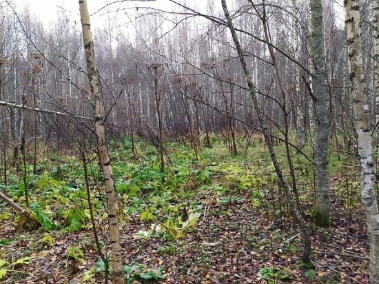 В Тверской области волонтеры и добровольцы собираются искать в лесу пенсионерку