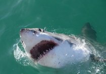 Группа ученых из Австралии и Франции выдвинула предположение, что белые акулы могут быть неожиданно социальными животными