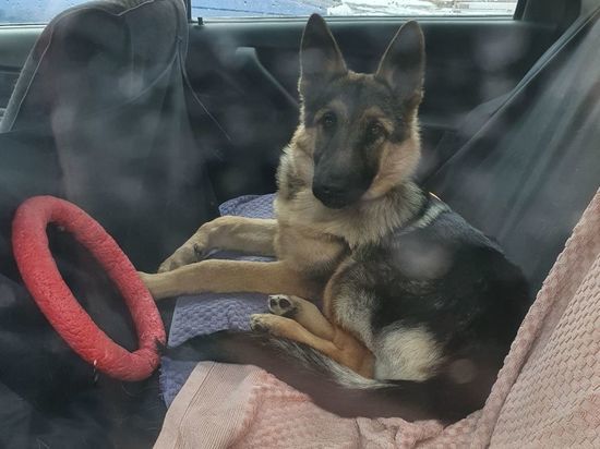 Жительница Кемерова на несколько недель закрыла собаку в машине