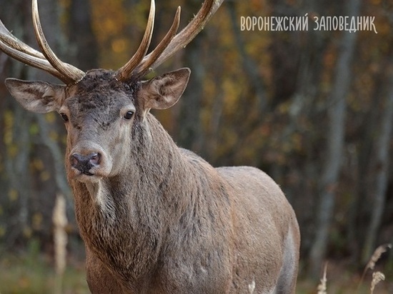 В Воронежском заповеднике браконьеры убили оленя