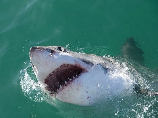 Ученых озадачило "дружелюбие" белых акул