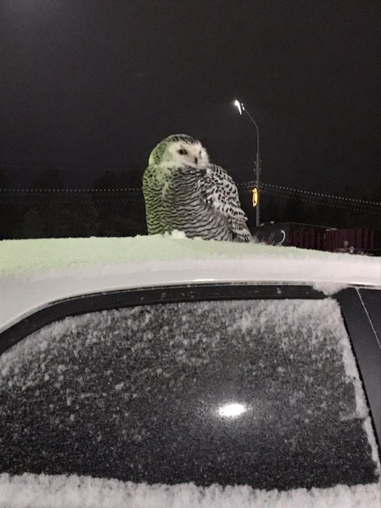 Белую сову на парковке у дома засняли в Муравленко
