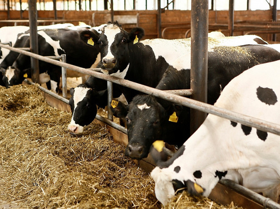 Финансирование животноводства на Кубани увеличат до 1,5 млрд