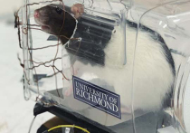 Группа ученых из Университета Ричмонда выяснила, что крысы способны не только проходить лабиринты и выполнять другие задачи подобного рода