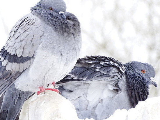В Ноябрьске для голубей закроют чердаки и запретят их подкармливать
