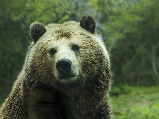 Медведь разорвал охотника в Топкинском районе