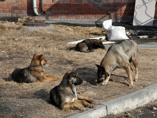 Собаки в Краснокаменске нашли конечность, о ее принадлежности идут споры