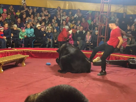 В карельском цирке медведь чуть не разорвал дрессировщика