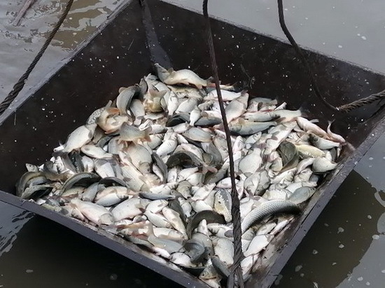 Рыбу из Марий Эл выпустили в Нижнекамское водохранилище