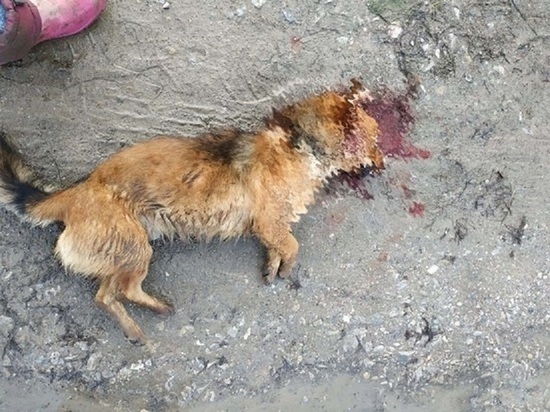 Жестокое убийство собаки в Северском районе снова не попало под уголовную статью
