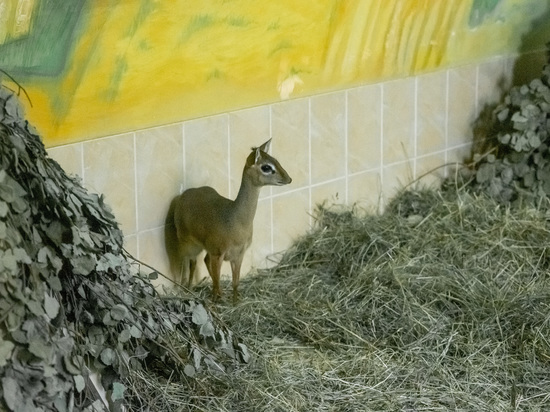 В новосибирском зоопарке впервые родилась мини-антилопа дидик