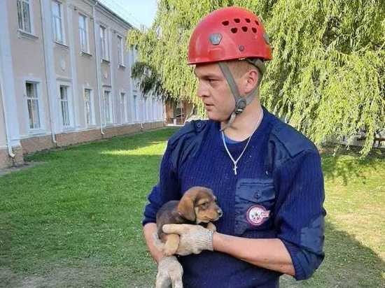 В Лабинске спасатели достали щенка из разрушенной канализации
