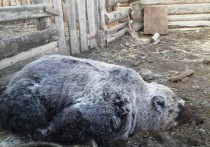 Охотник попал в больницу после нападения медведя в тайге недалеко от Мензы Красночикойского района