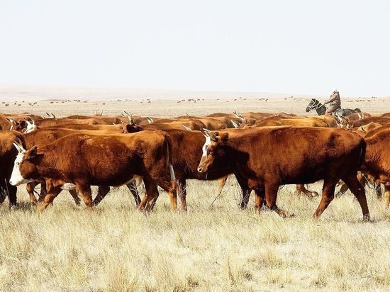 Калмыцкие полицейские просят владельцев следить за своим скотом