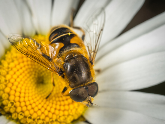 Власти планируют выплачивать компенсации пчеловодам за отравленные пчелосемьи