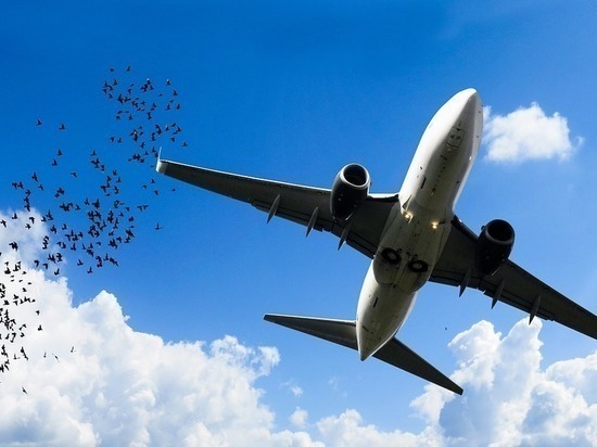 Развратников с летевшего во Владивосток самолета могут внести в особый список
