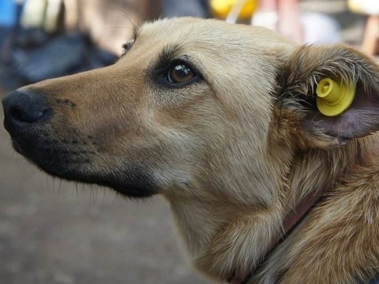 На кировских бездомных собак надевают желтые бирки