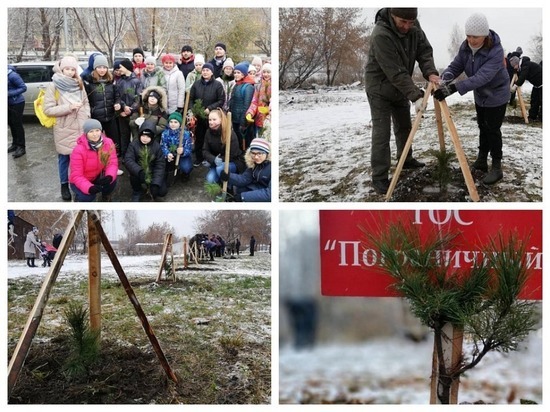 В Новосибирске высадили деревья, чувствительные к загрязнению воздуха