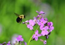 Энтомолог Джордж МакГэвин, представляющий Оксфордский университет, рассказал, что сокращение популяции пчел угрожает не только этим животным, но и огромному множеству других обитателей планеты, включая людей