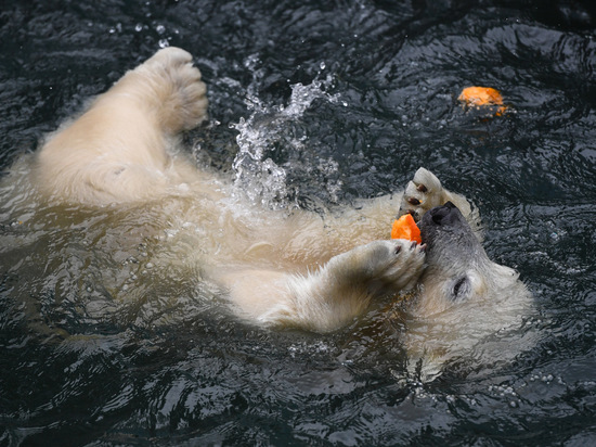 Белых медведей в Новосибирском зоопарке накормили тыквами
