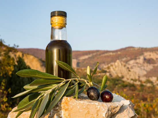 Крым лучше Сочи: ученые КФУ будут выращивать российские оливки