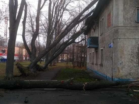 В Ярославле упавшие деревья грозят раздавить жилые дома.
