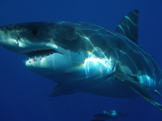 Акула напала на британских туристов в Австралии и откусила ступню
