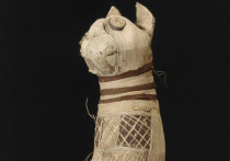Коллектив французских ученых, представляющих Национальный институт  профилактических археологических исследований выяснил, что находится внутри древнеегипетской кошачьей мумии, обнаруженной около столетия назад