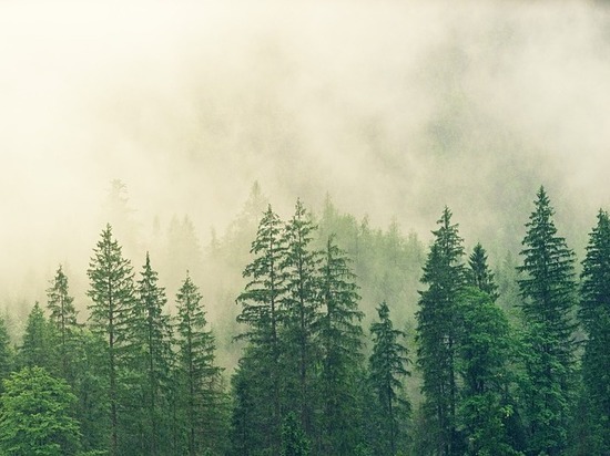 800 тысяч деревьев высадили в 2019 году в Нижегородской области