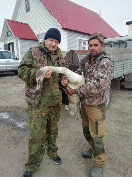 Как жители Алтайского края спасли лебедя Леху