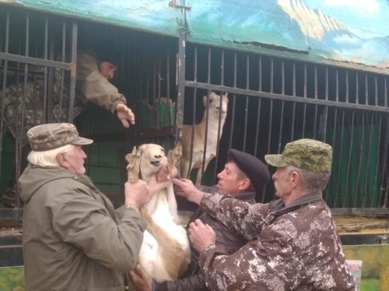 В Астрахани из передвижного зоопарка забрали сайгаков
