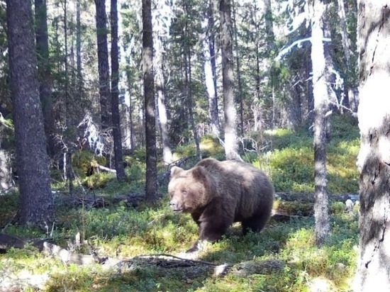 На Алтае модный медведь сделал селфи в лесу