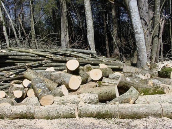 В Удмуртии незаконно вырубли лес на сумму более чем 725 тыс. рублей