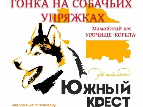 Гонки на собачьих упряжках пройдут в столице Ставрополья