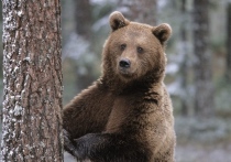 Волонтеры объявили сбор средств на изготовление кормушки для медведей