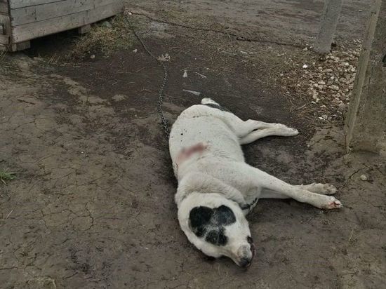 В Рязанской области неизвестные обстреляли жилой дом и убили собаку