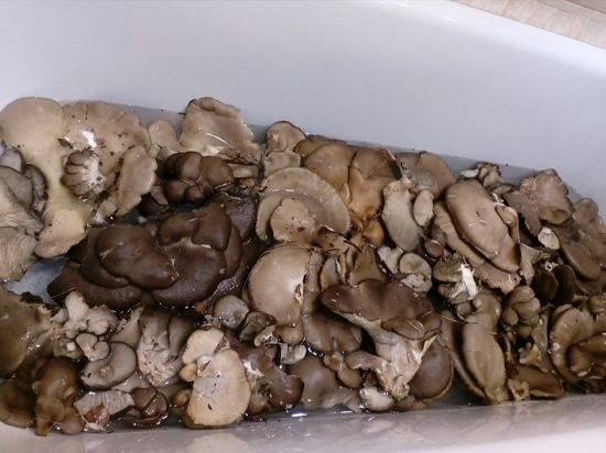 Тульские грибники не сдаются: в лесах после снегопадов все еще есть грибы