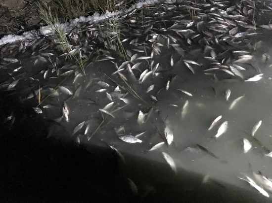 В Украине произошел пугающий мор рыбы