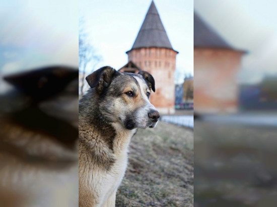В городе оплакивают любимца многих смолян - пса Полкана