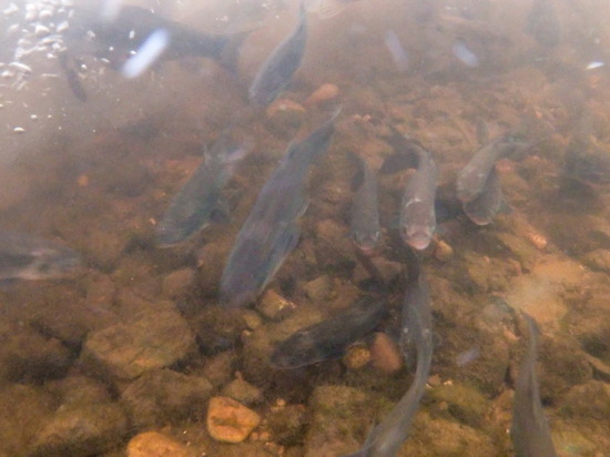 В озера Калининской АЭС запустили рыбу