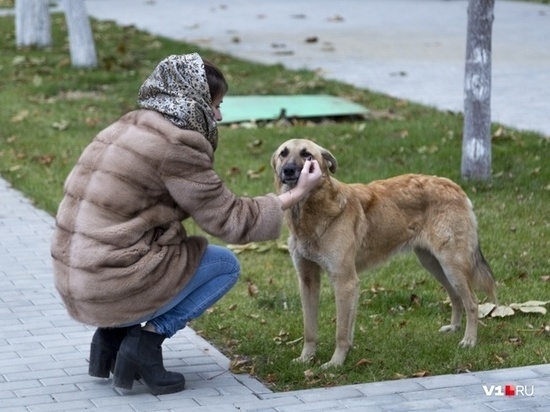 Количество жалоб на бездомных собак увеличилось в Хабаровске