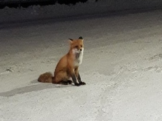 Дружелюбная лиса регулярно встречает людей на дороге в Салехарде