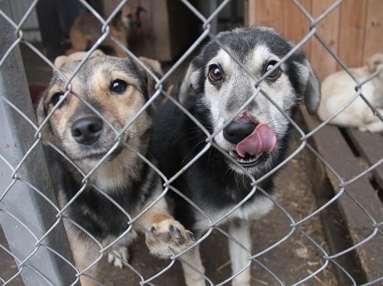 В Новосибирском центре проблем домашних животных опять мучают собак