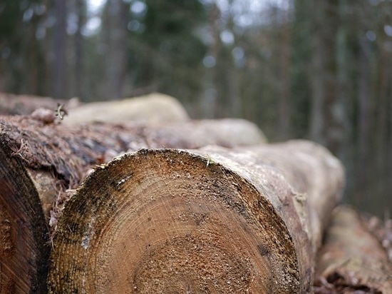 Чиновник объяснил вырубку великолукского леса необходимостью