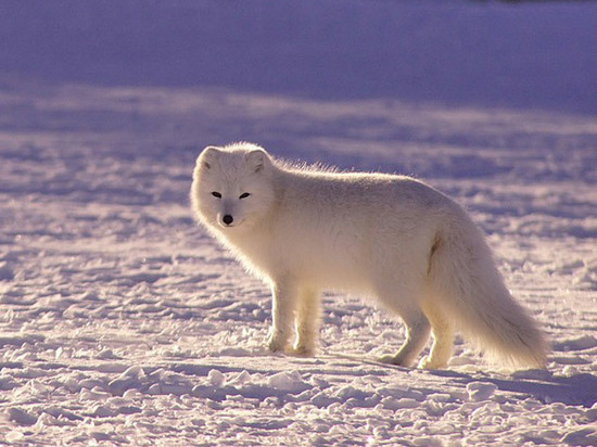 Причиной нашествия зверьков стал голод
