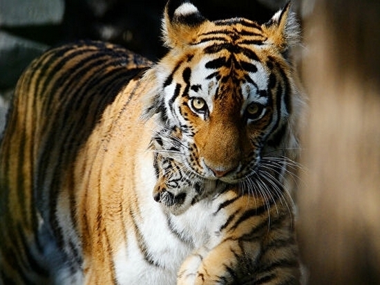 Выпущенная на волю в ЕАО приморская тигрица принесла потомство