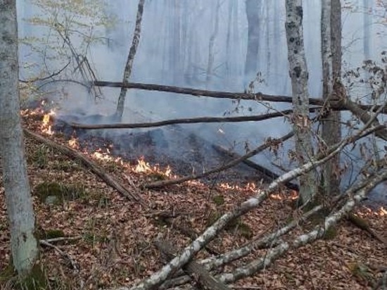 Под Туапсе лесной пожар затронул 3,8 га